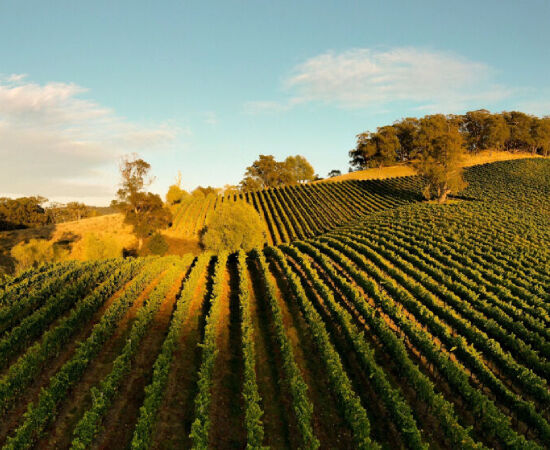 Penfolds Vineyards