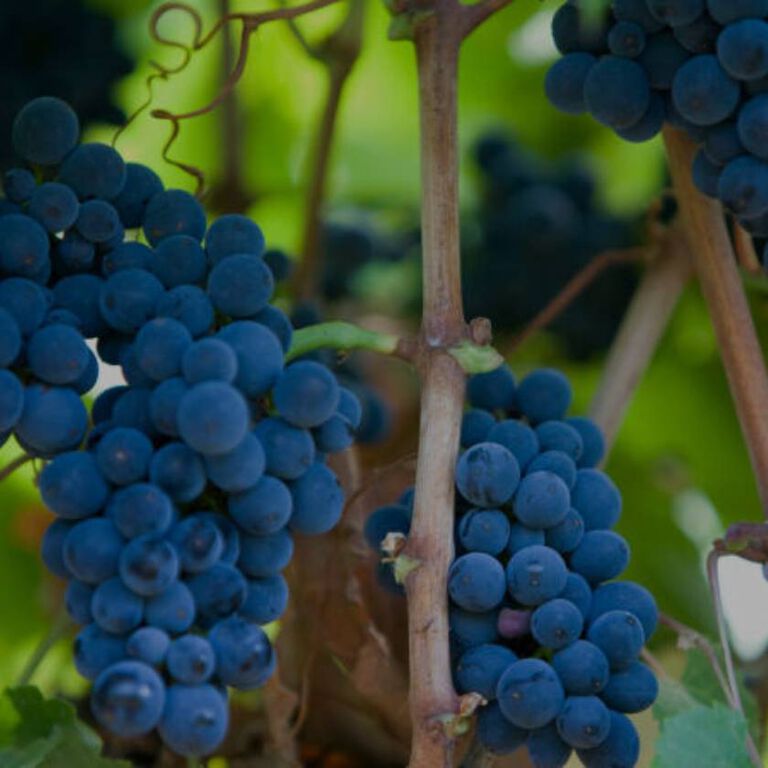 Grapes growing in the Penfolds Vineyard