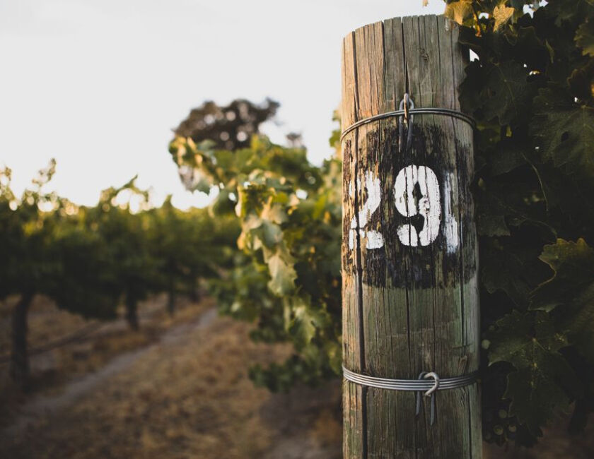 Close up of Paso Robles Vineyard