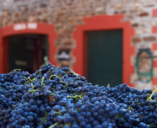 Shiraz Grapes at Magill Estate