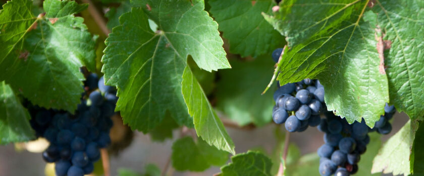Penfolds Multi Varietals