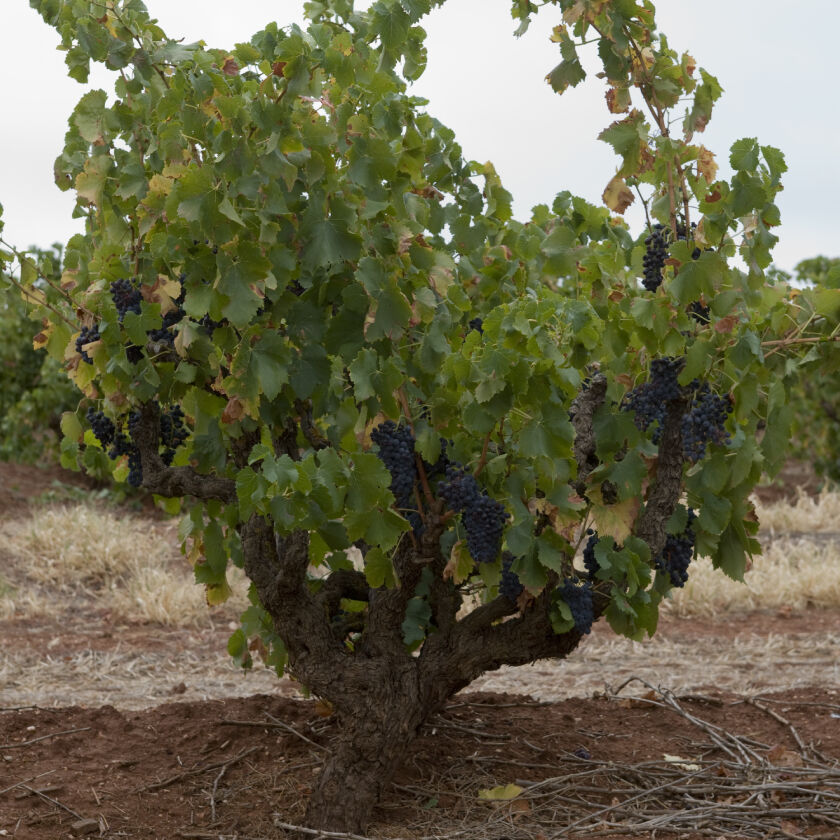 Penfolds Grenache Vine