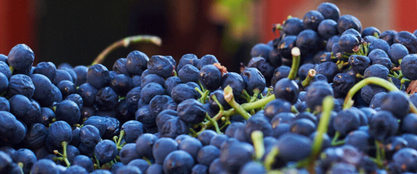 Penfolds Shiraz Grapes