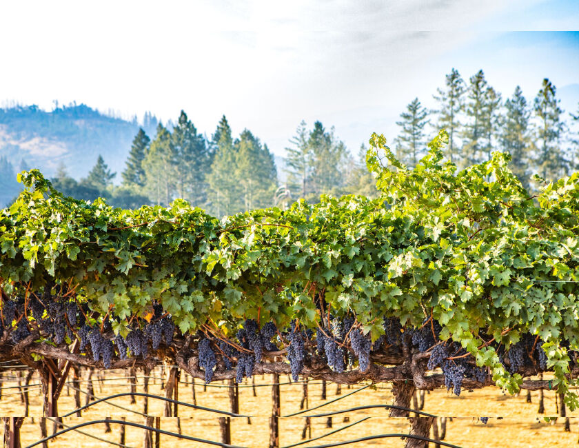 Grapes hanging from vineyard in Sonoma Valley