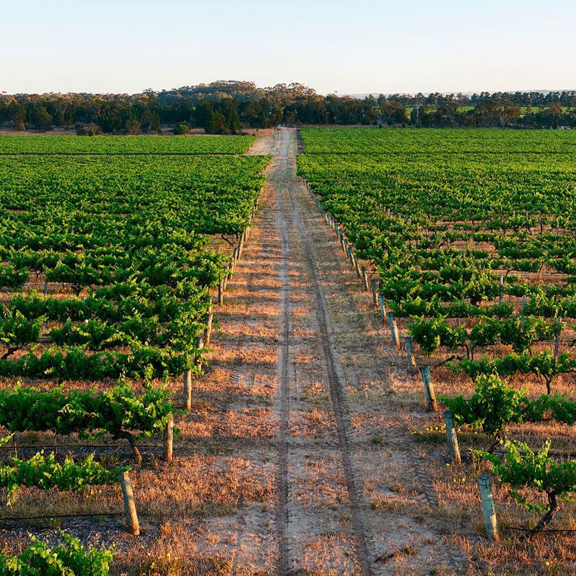 Penfolds Vineyard, Napa Valley