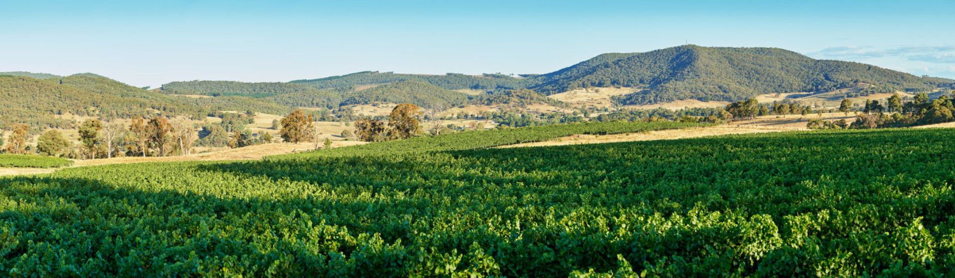 Penfolds Chardonnay Article