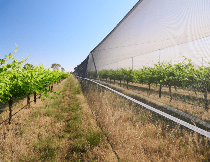 Penfolds netted vineyard canopy