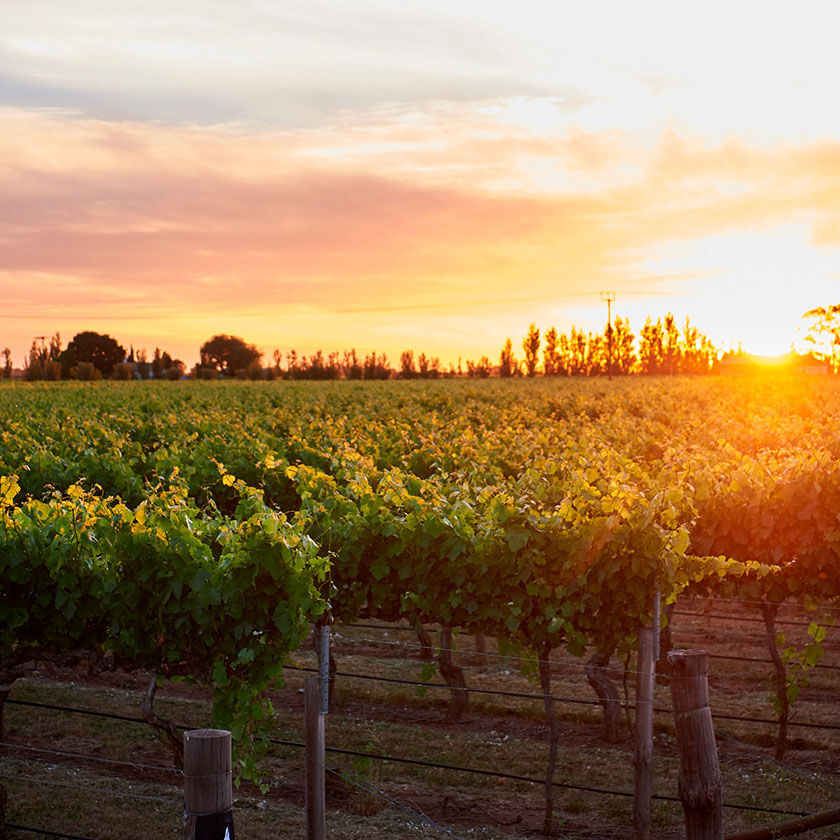 Penfolds Vineyard, Coonawarra